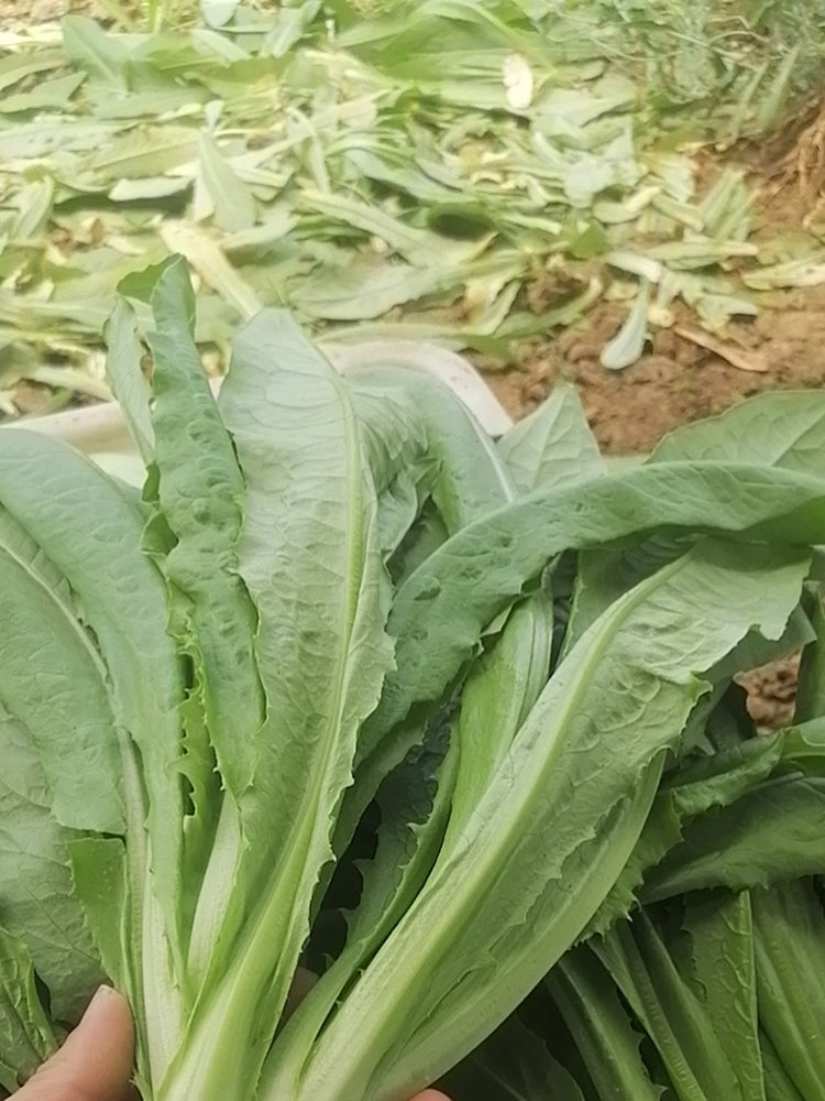 Traditional Tender Youmai Cai