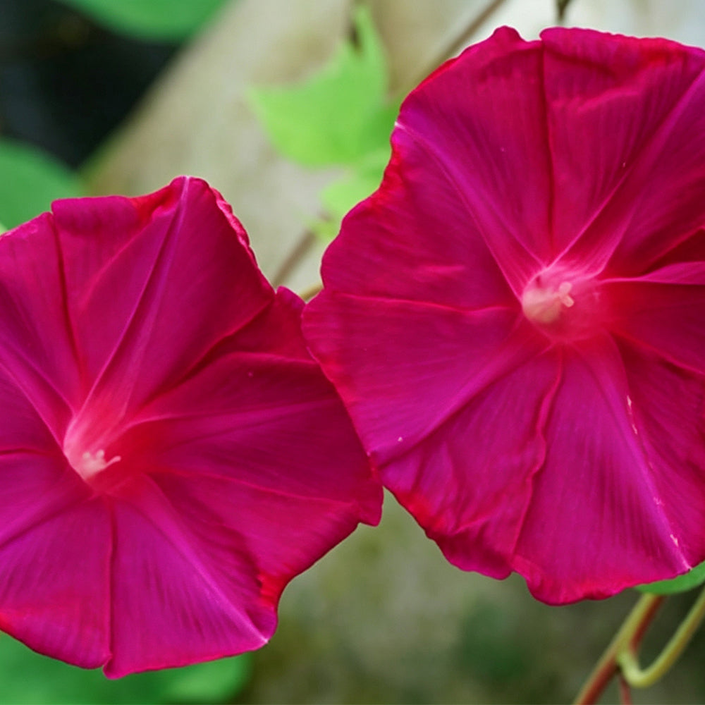 Red Queen Morning Glory