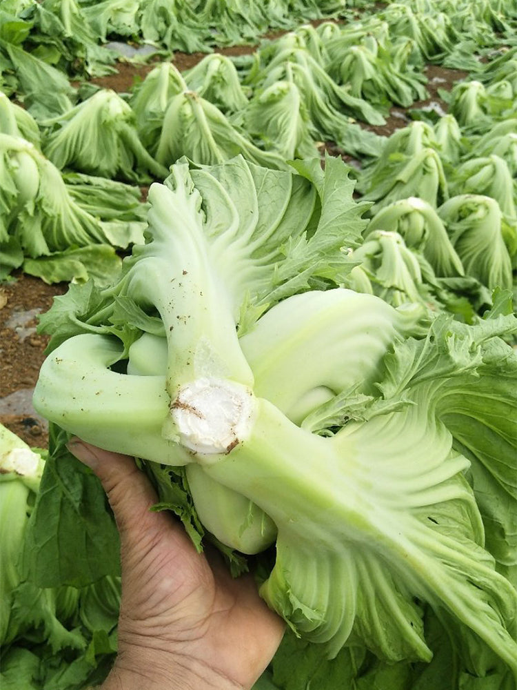 'Jiemei' No.11 Wrapped-head Mustard