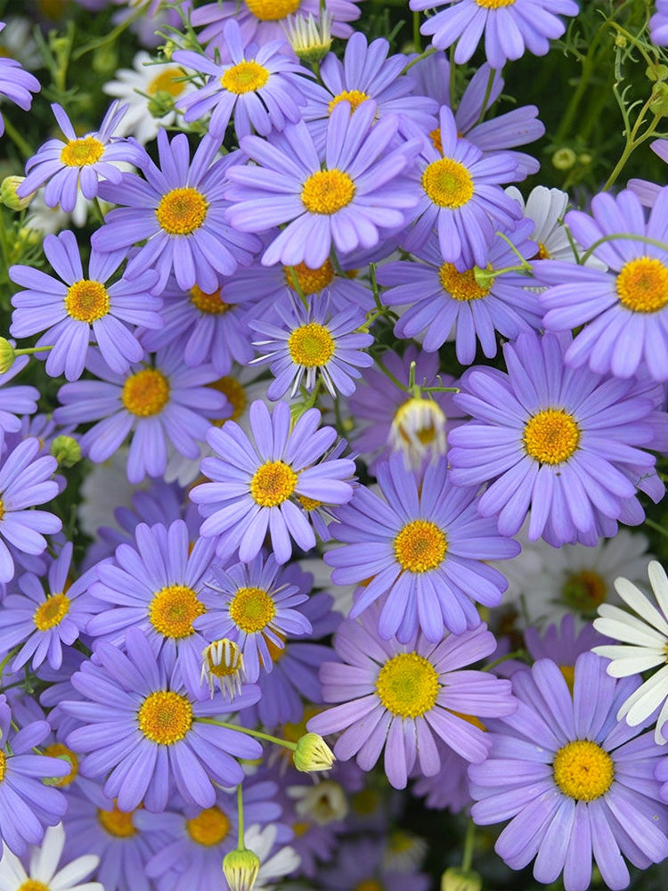 Swan River Daisy