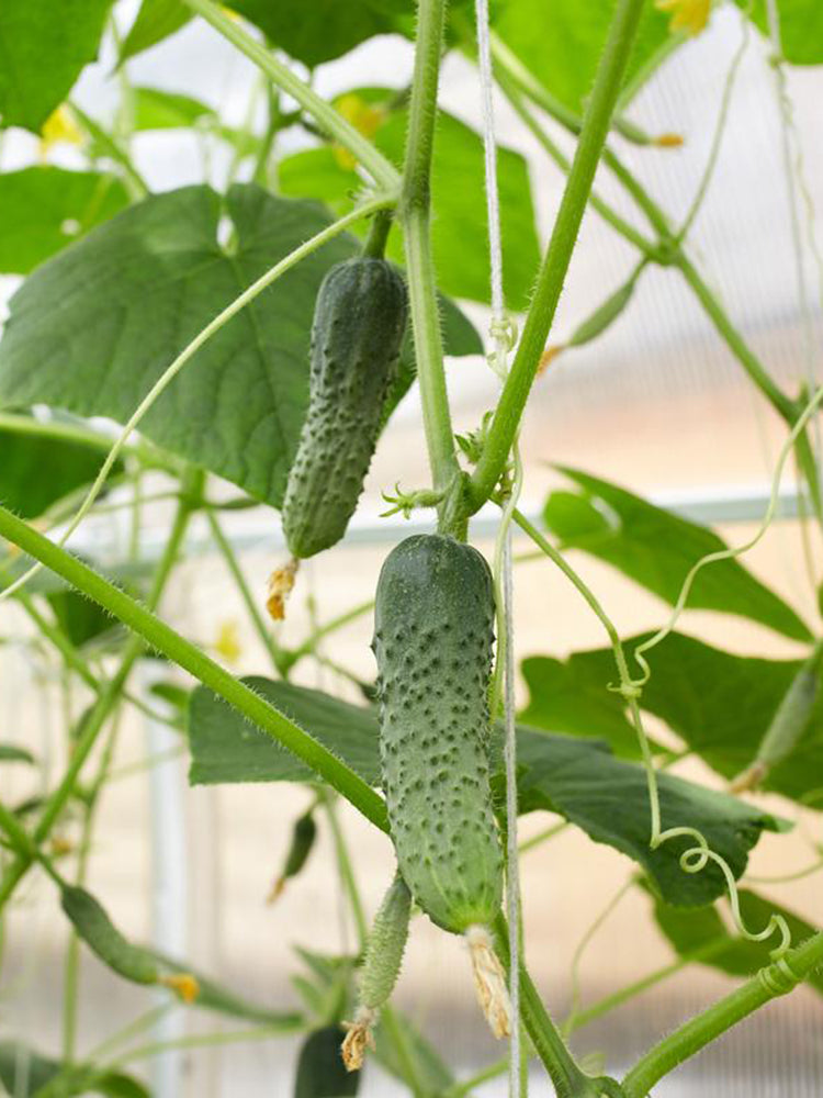 Russian Masha Fruit Cucumber