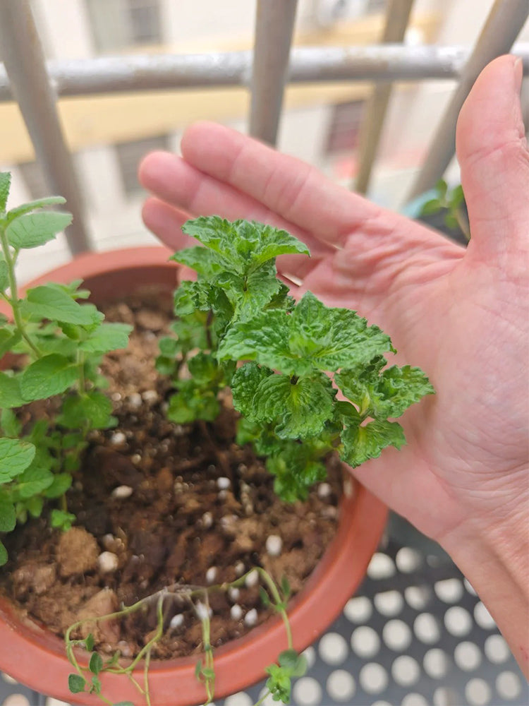 Crinkled-leaf Peppermint