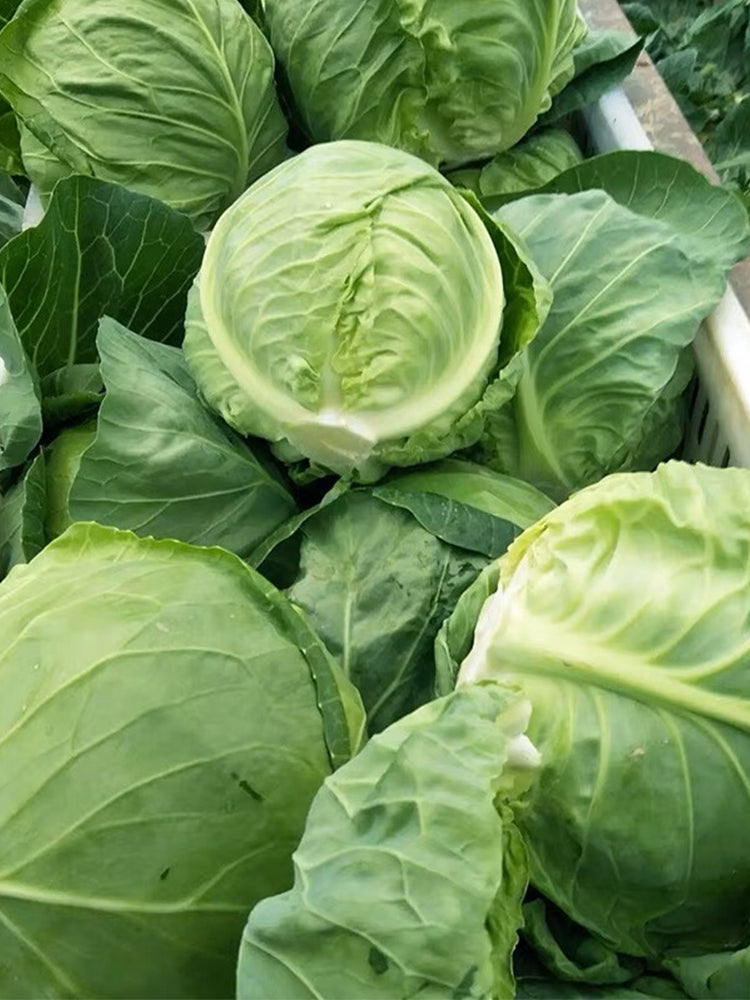 Xingyou Jingfeng No.1 Cabbage
