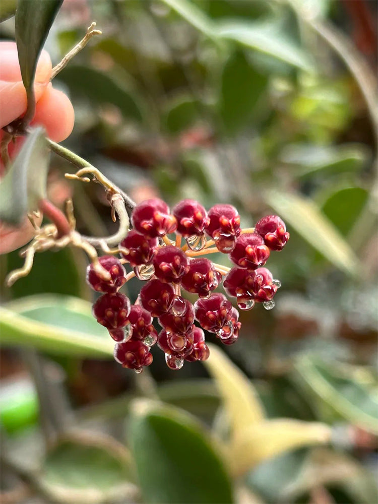 Hoya rosita Unrooted Stem Cuttings