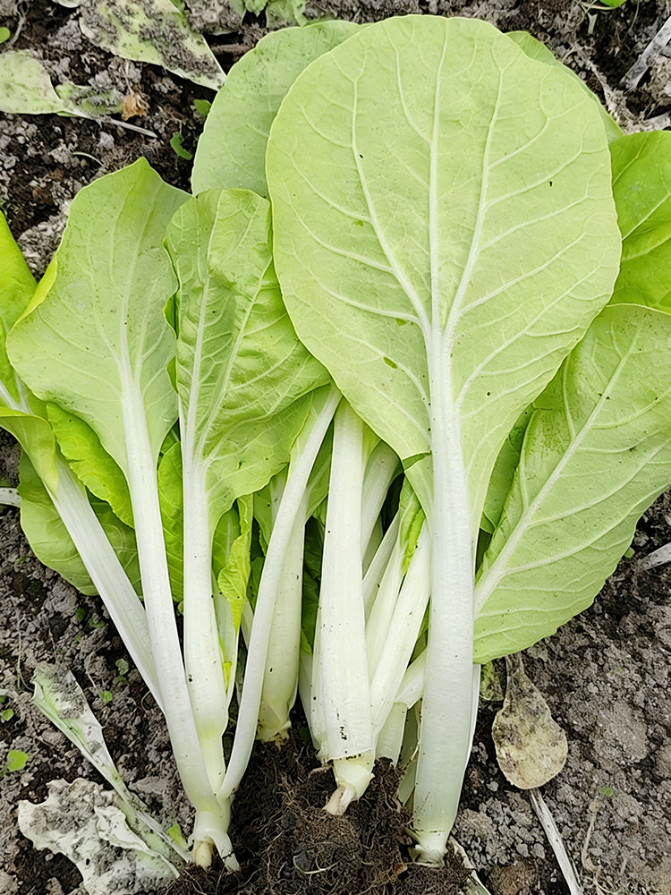 Jiemei Pak Choi