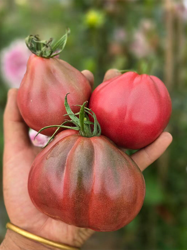 1026 Purple Ives Pear Tomato