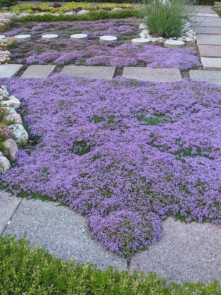 Creeping Thyme