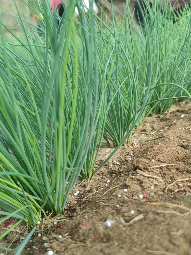 Minqin Sand Scallion (Allium mongolicum)