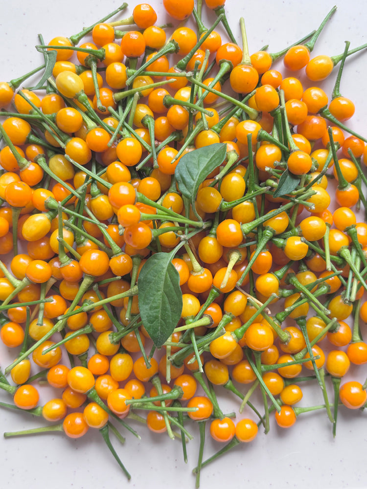 Aji Charapita