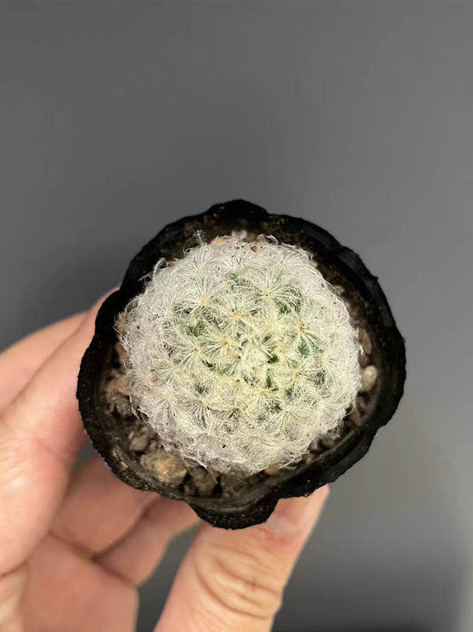 Feather Cactus (Mammillaria plumosa)