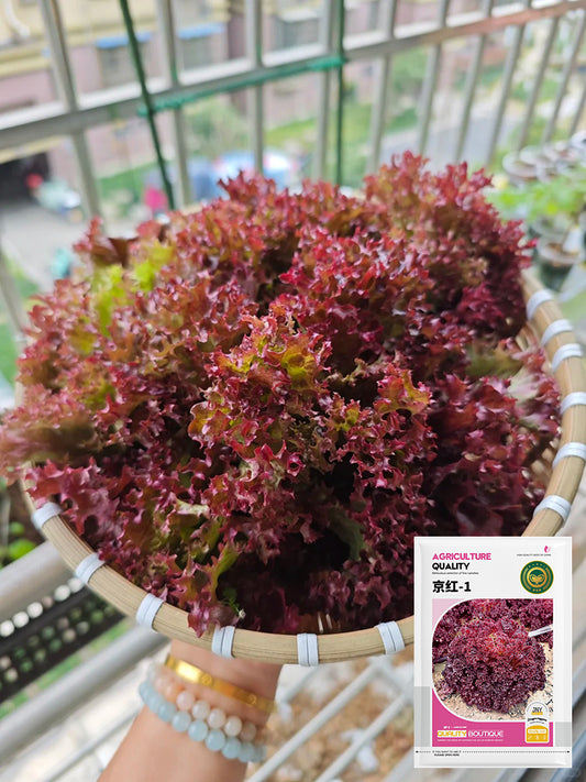 'Jinghong-1' Loose-leaf Lettuce