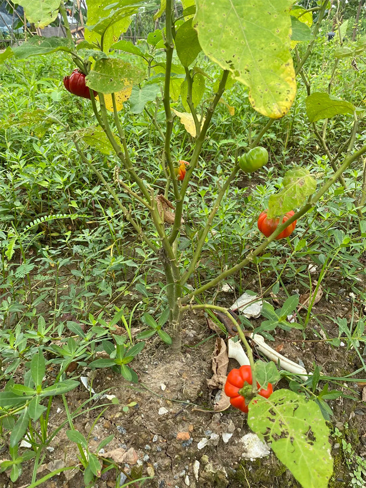 African Red Scarlet Eggplant
