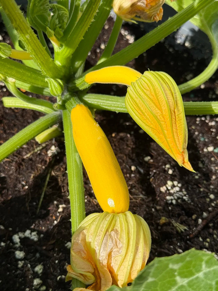 Imperial Concubine Zucchini
