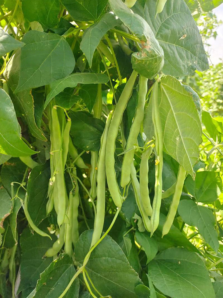 'Shuangqing No.38' Green Bean