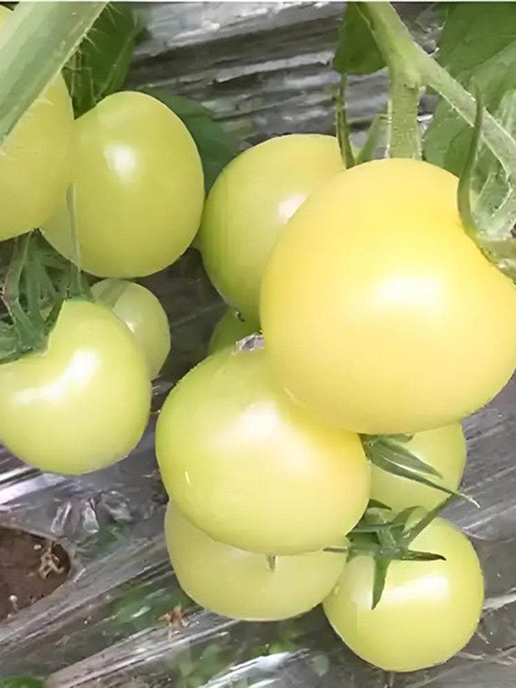 Cream White Cherry Tomato F1