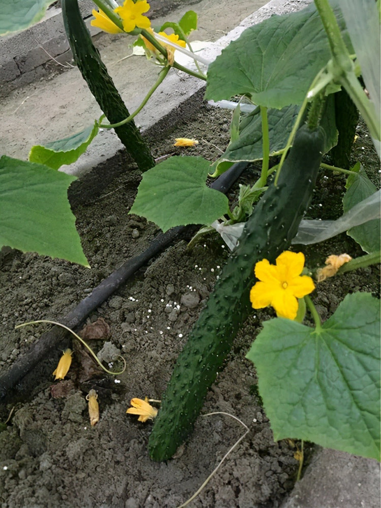 'Fuyang No.2' F1 Cucumbers (Cucumis sativus)