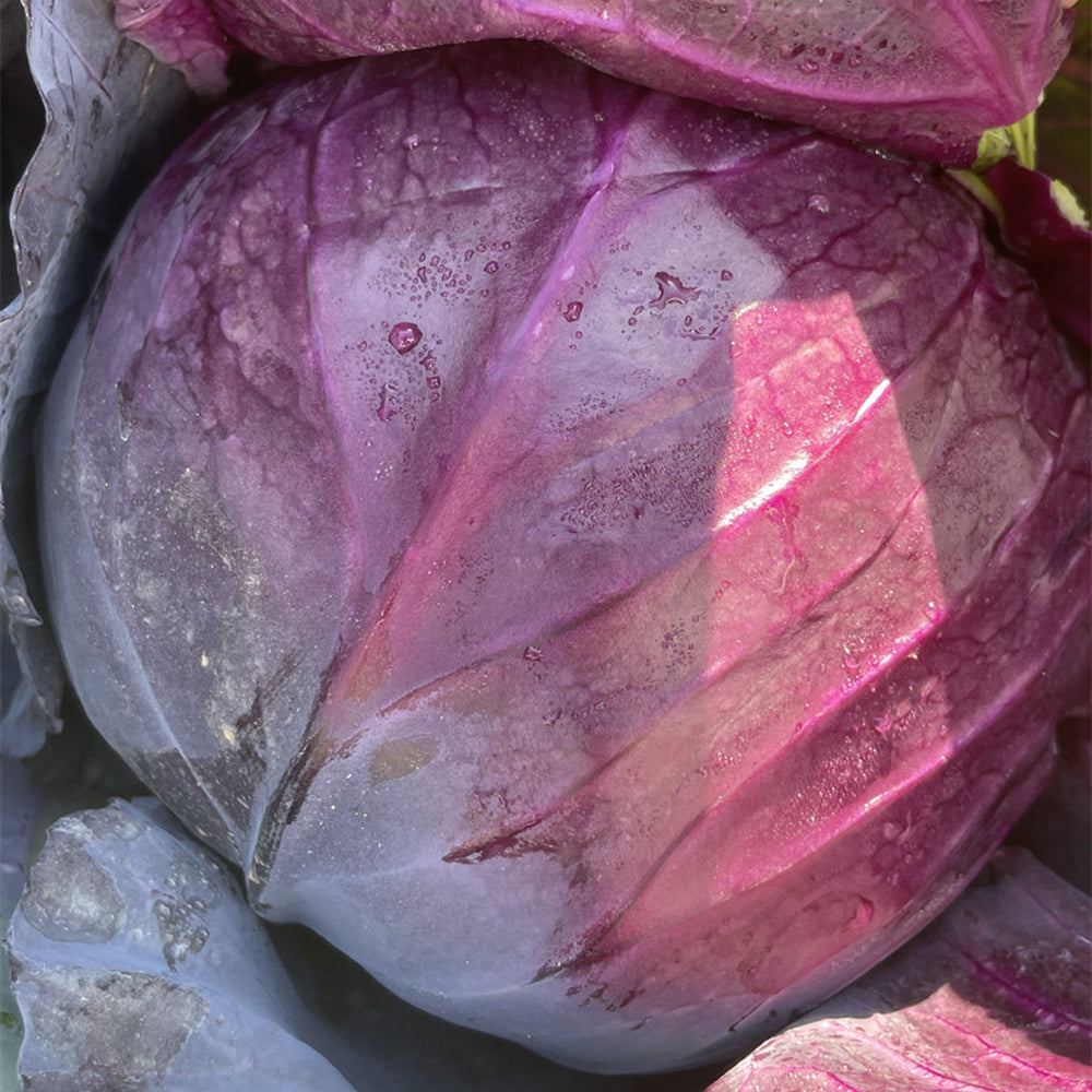 W957 Purple Wind Red Cabbage