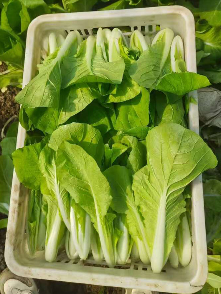 White-Stalked Baby Bok Choy