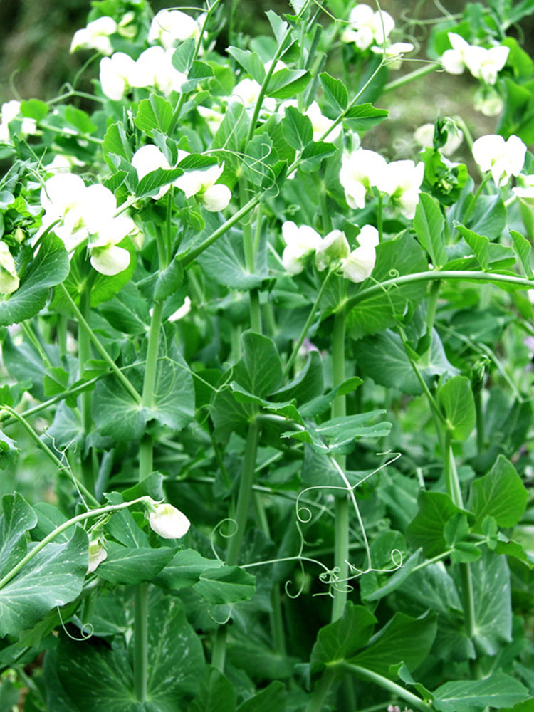 Pea sprouts