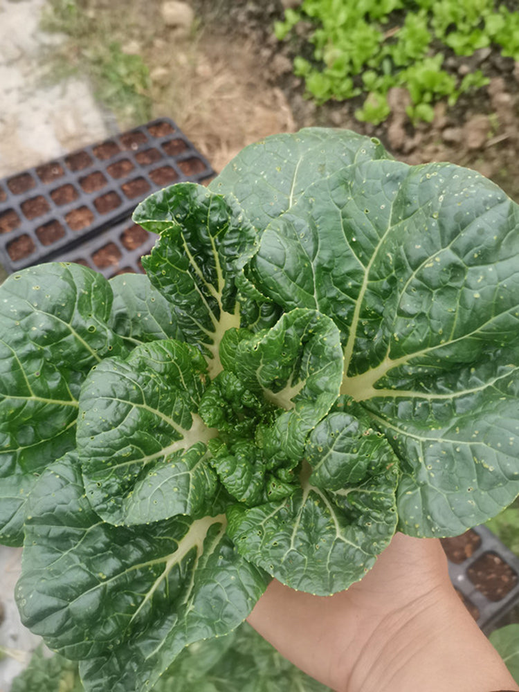 Hong Kong Milky Pak Choi