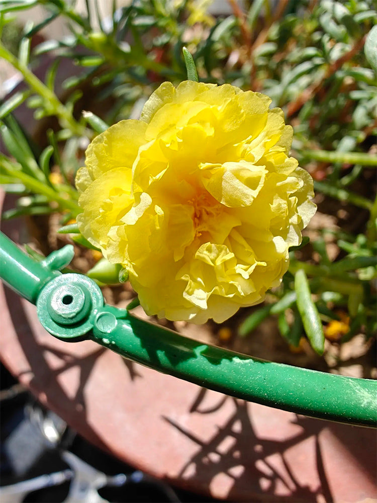 Hezhichun Yellow Moss-Rose Purslane