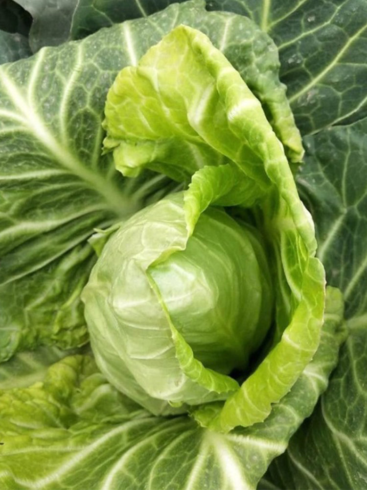 Xingyou Chunfeng Cabbage
