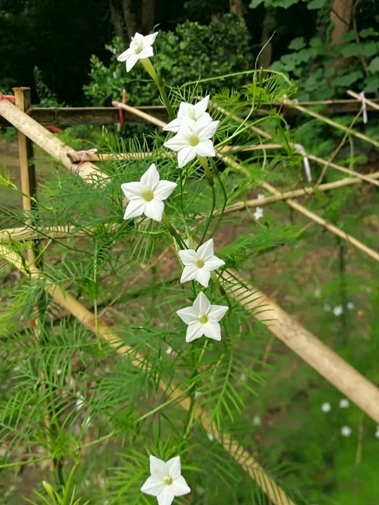 White Cypress Vine