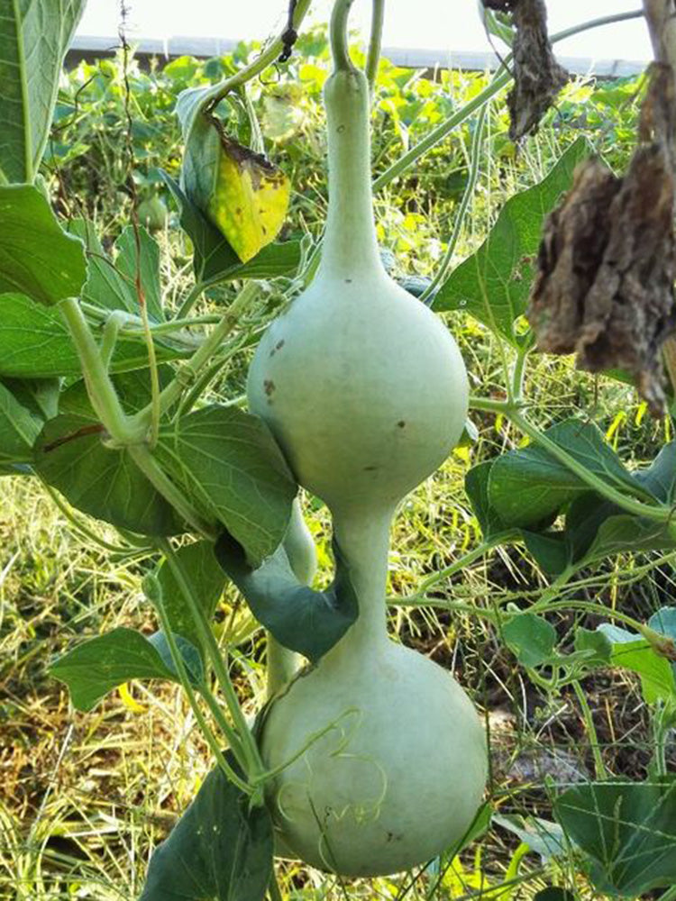 Da San Ting Gourd
