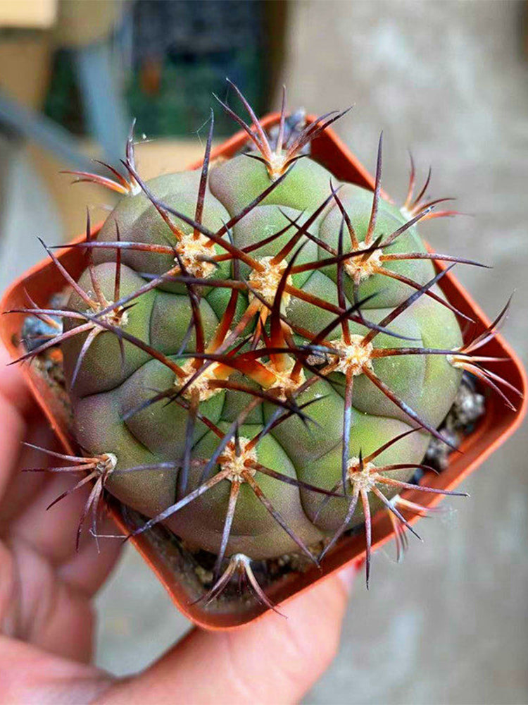 Gymnocalycium pflanzii var. albipulpa