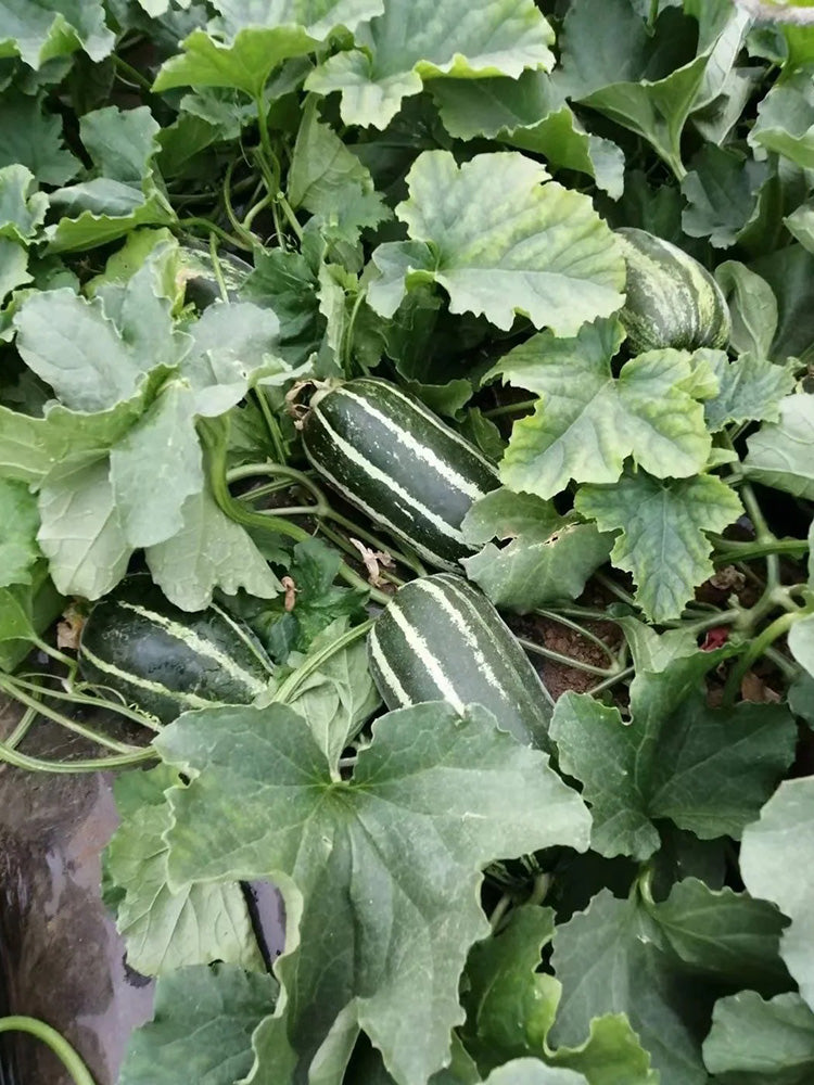 Yiwo Wu Sweet Melon