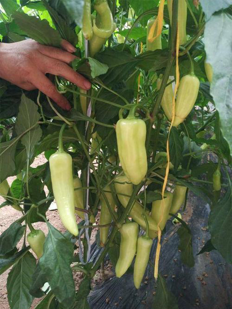 Baifumei White Chili Peppers