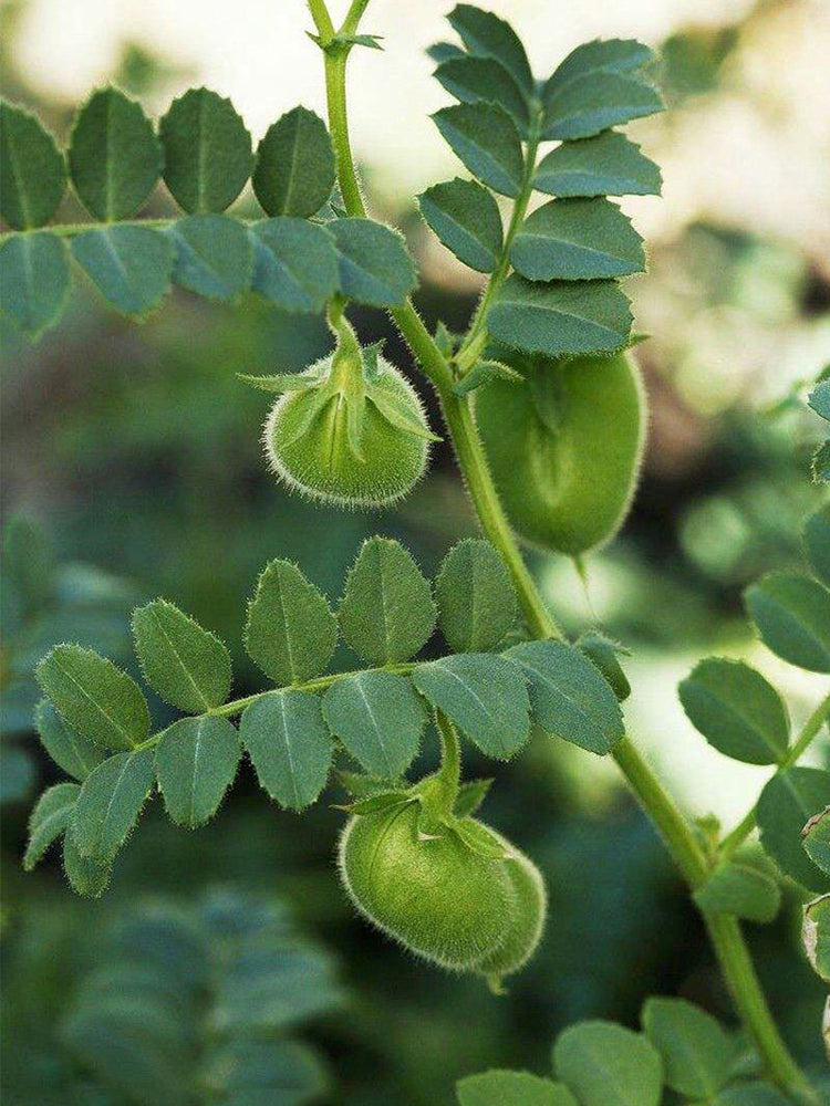 Kabuli Chickpea