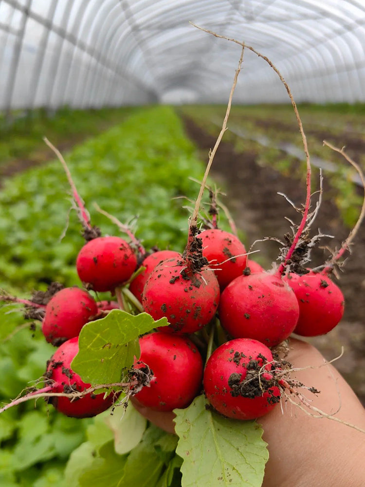 Meiying Cherry Radish