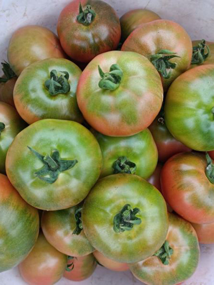 Sweet Heart Fruit Tomato