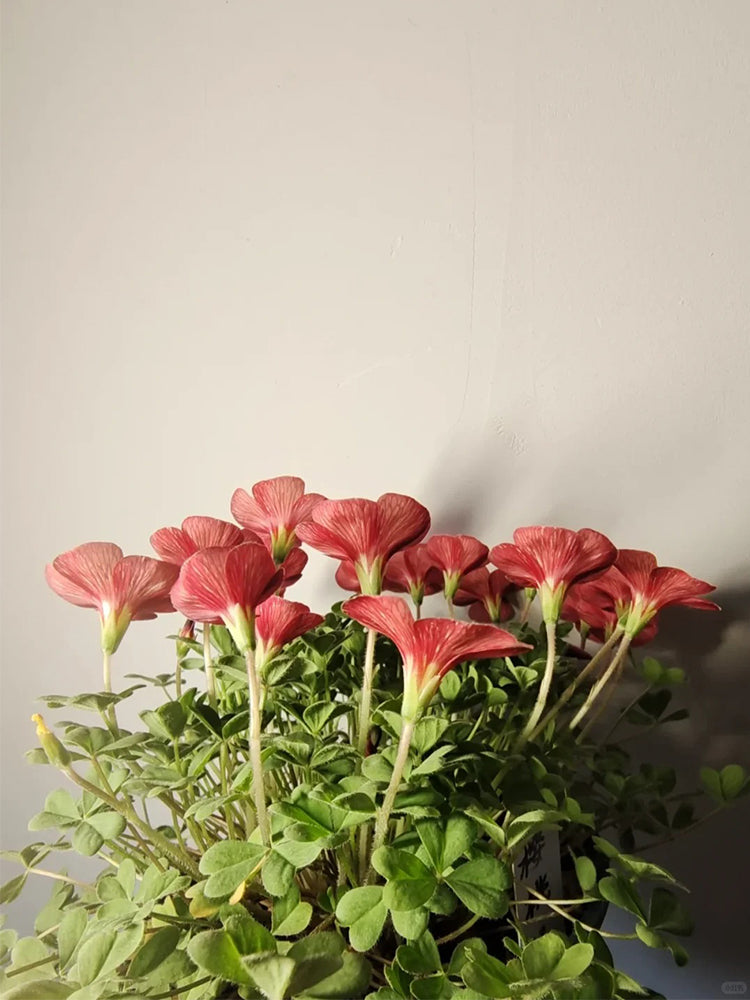 Oxalis versicolor 'Cherry Cream'
