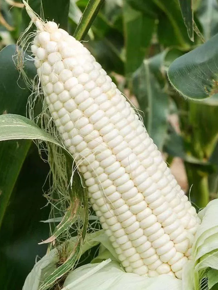 Sweet-waxy No.182 Corn