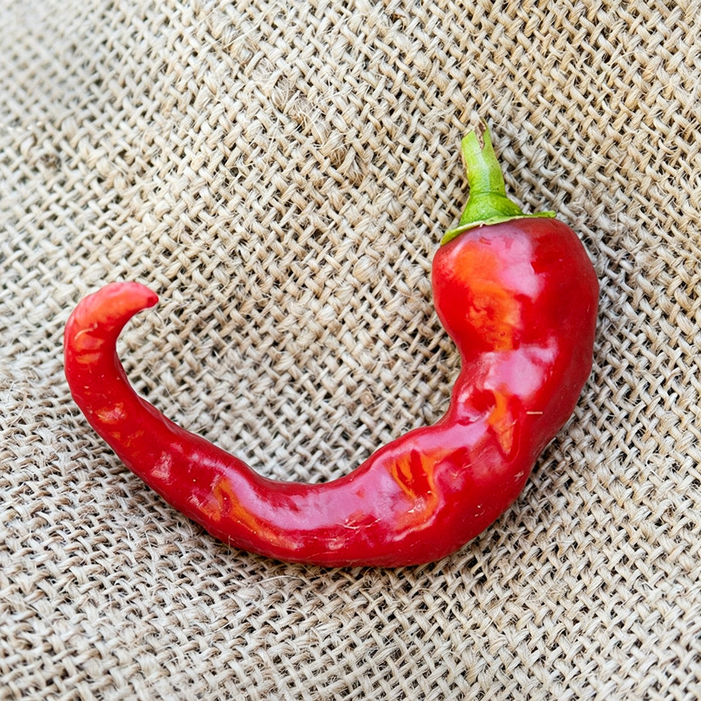 W960 Portugal Delicious Pepper