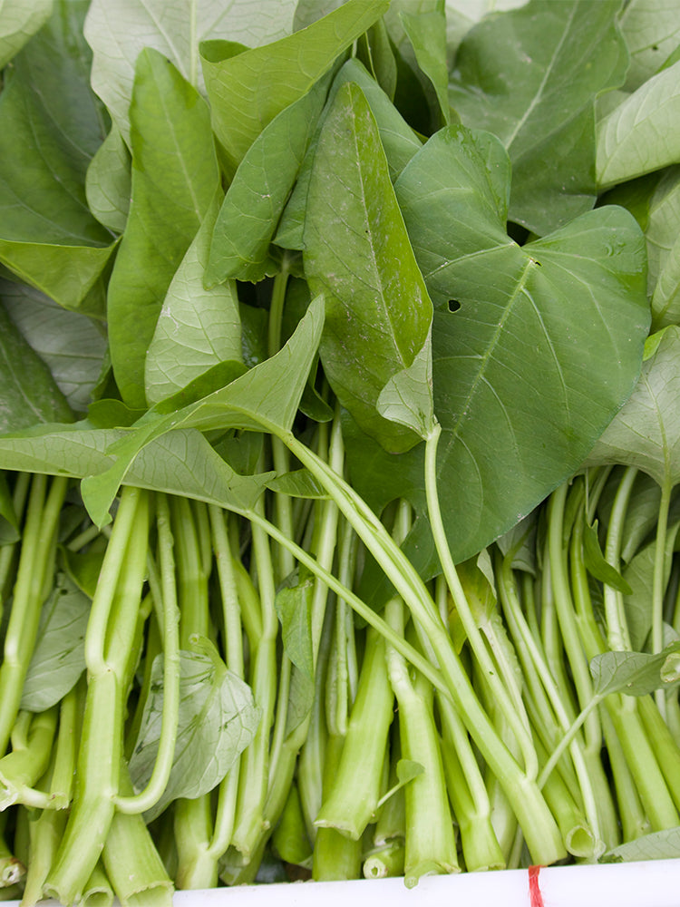 Thai Large Leaf Water Spinach