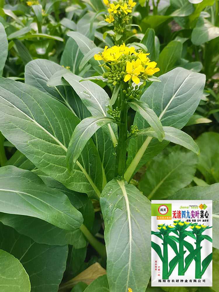 'Sijiu' No-Fiber Pointed-Leaf Choy Sum