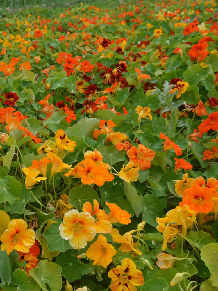 Hezhichun Mixed Color Nasturtium