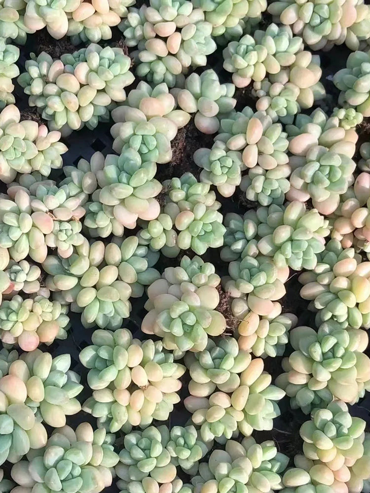 Echeveria cv. 'Bubblegum'