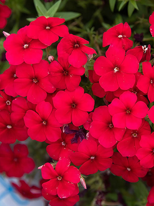 Scarlet Annual Phlox