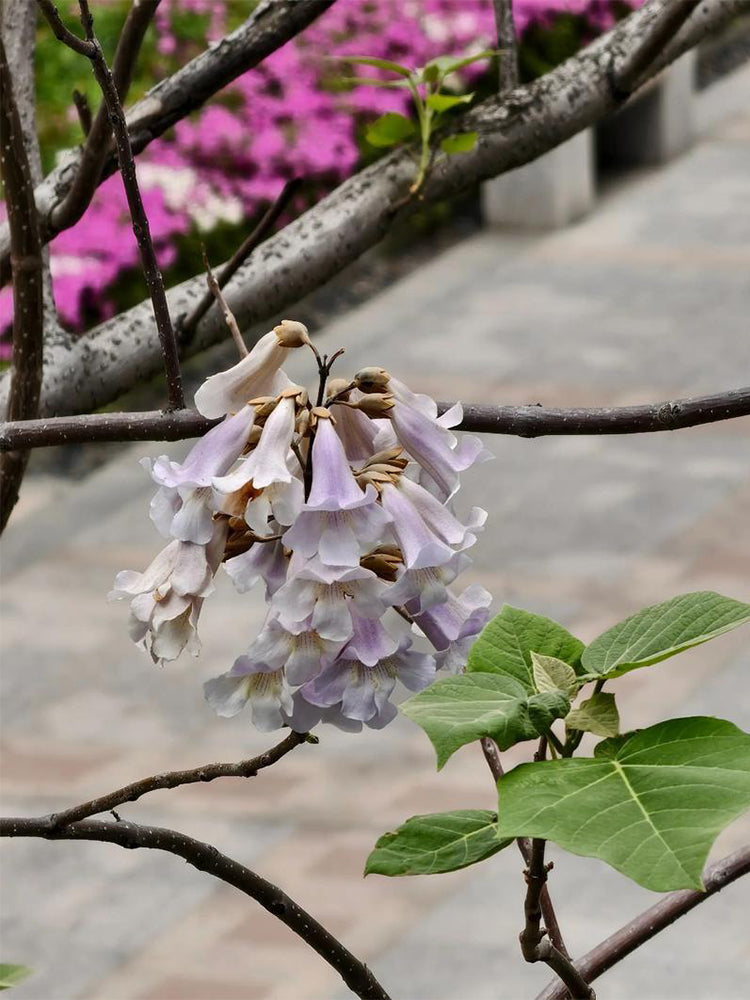 Paulownia fortunei