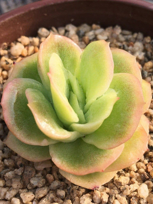 Echeveria 'Pinkola'