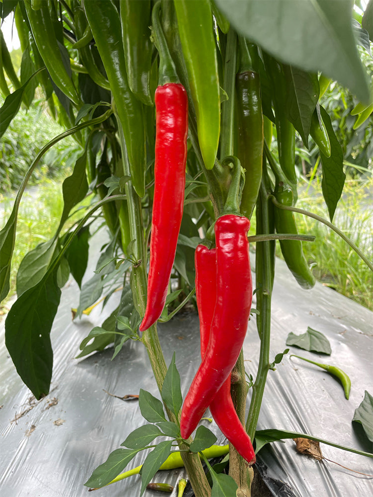Meiren Chili Peppers