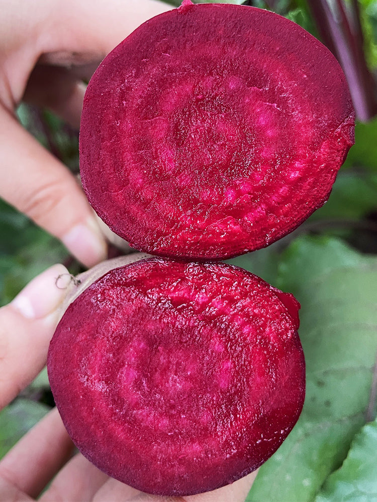 ALTO Long-shaped Red Garden Beet