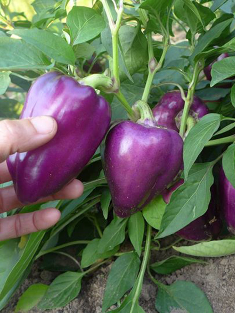 Violgo Sweet Pepper