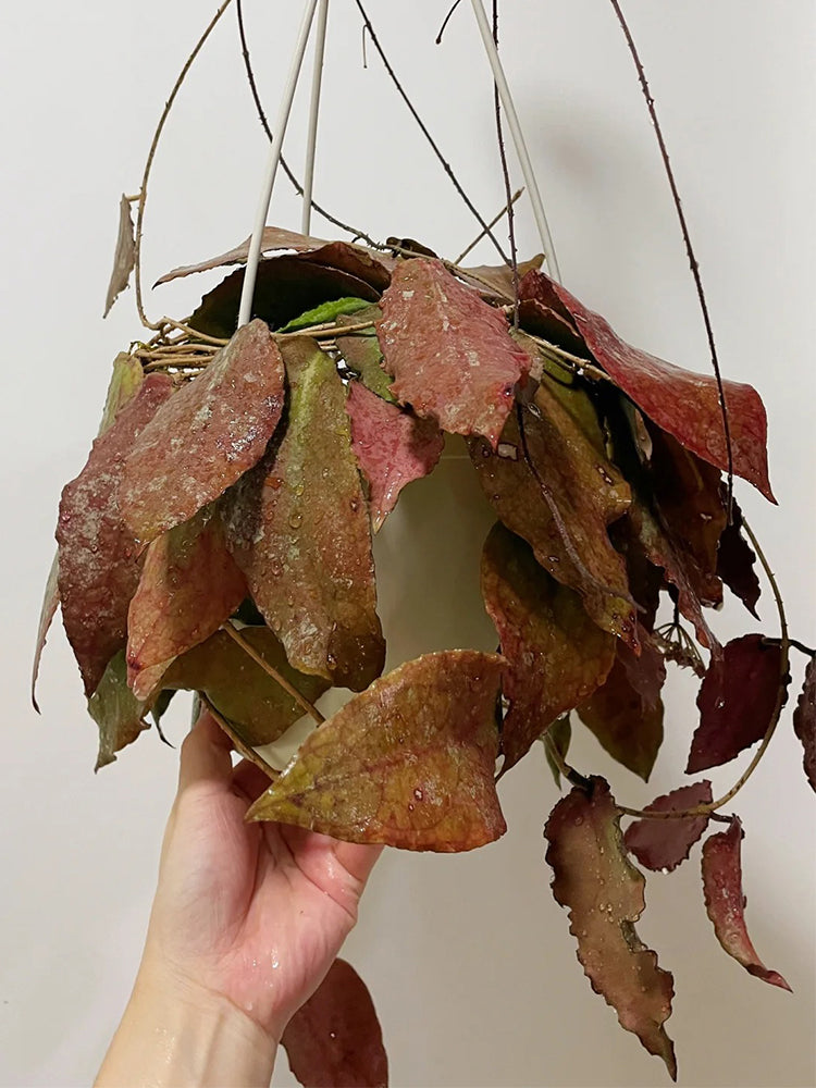 Hoya caudata 'Big Green Leaf' Unrooted Stem Cuttings