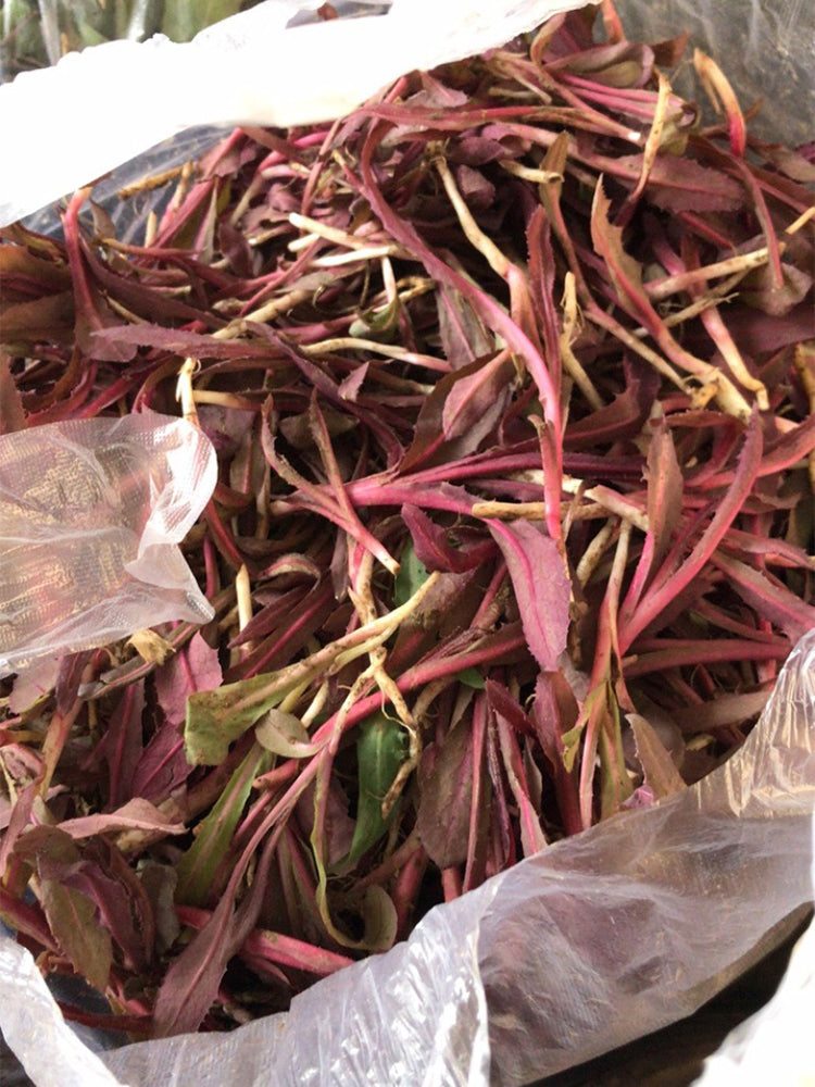 Xinte Wild Purple Qumai Chicory