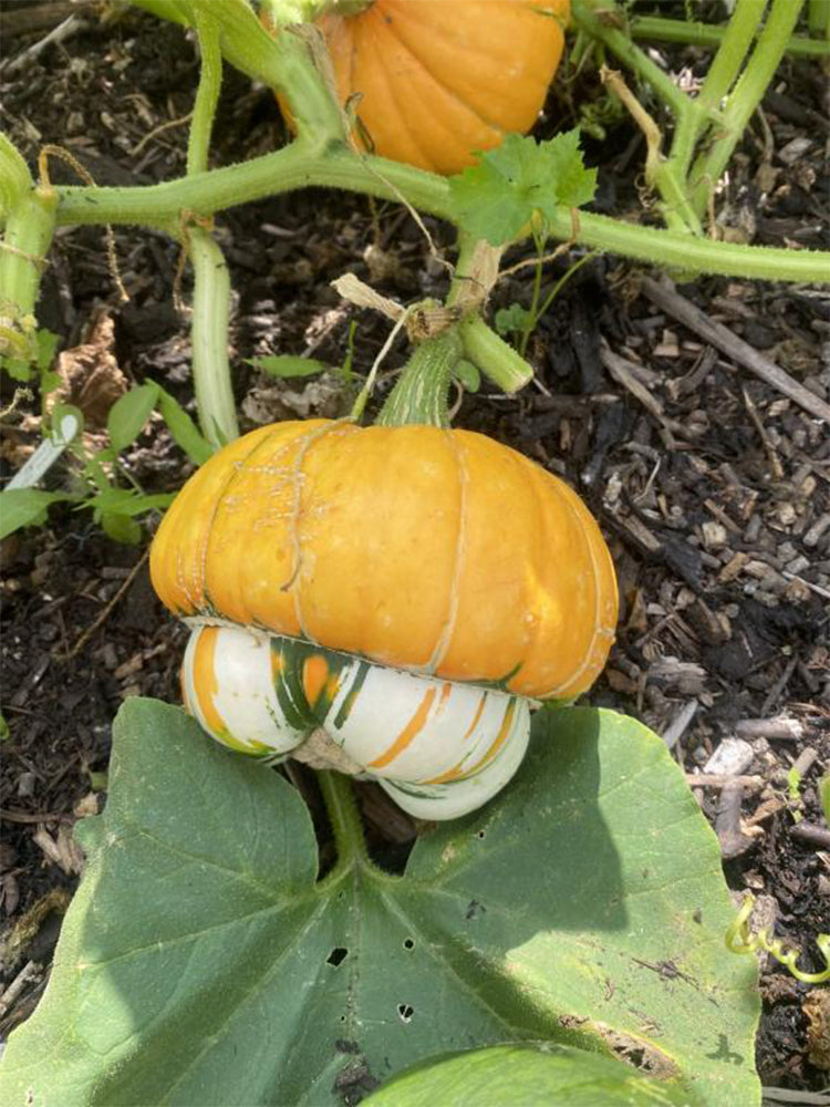 Hezhichun Turk's Turban Pumpkin